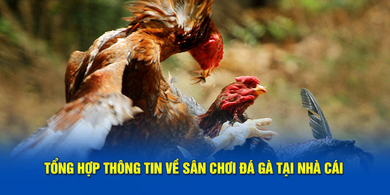 Tổng hợp thông tin về sân chơi đá gà tại thương hiệu 99OK